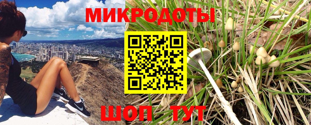 Псилоцибиновые грибы Psilocybe Лабытнанги